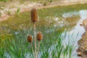 Bullrushes in the wetland area