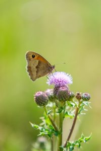 Moth on a thistle