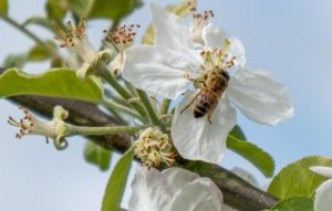A bee pollinating a fruit tree