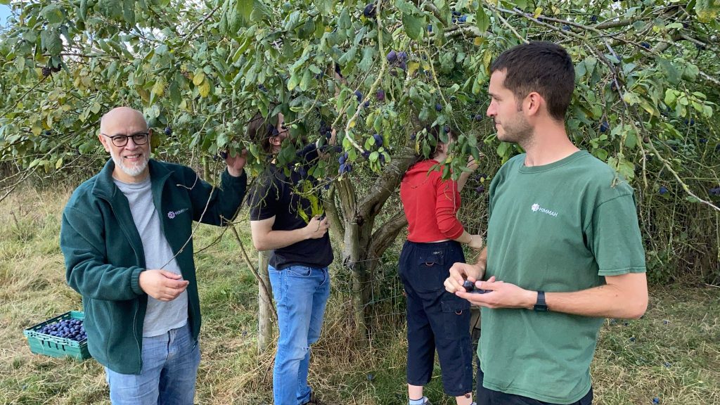 Himmah picking plums