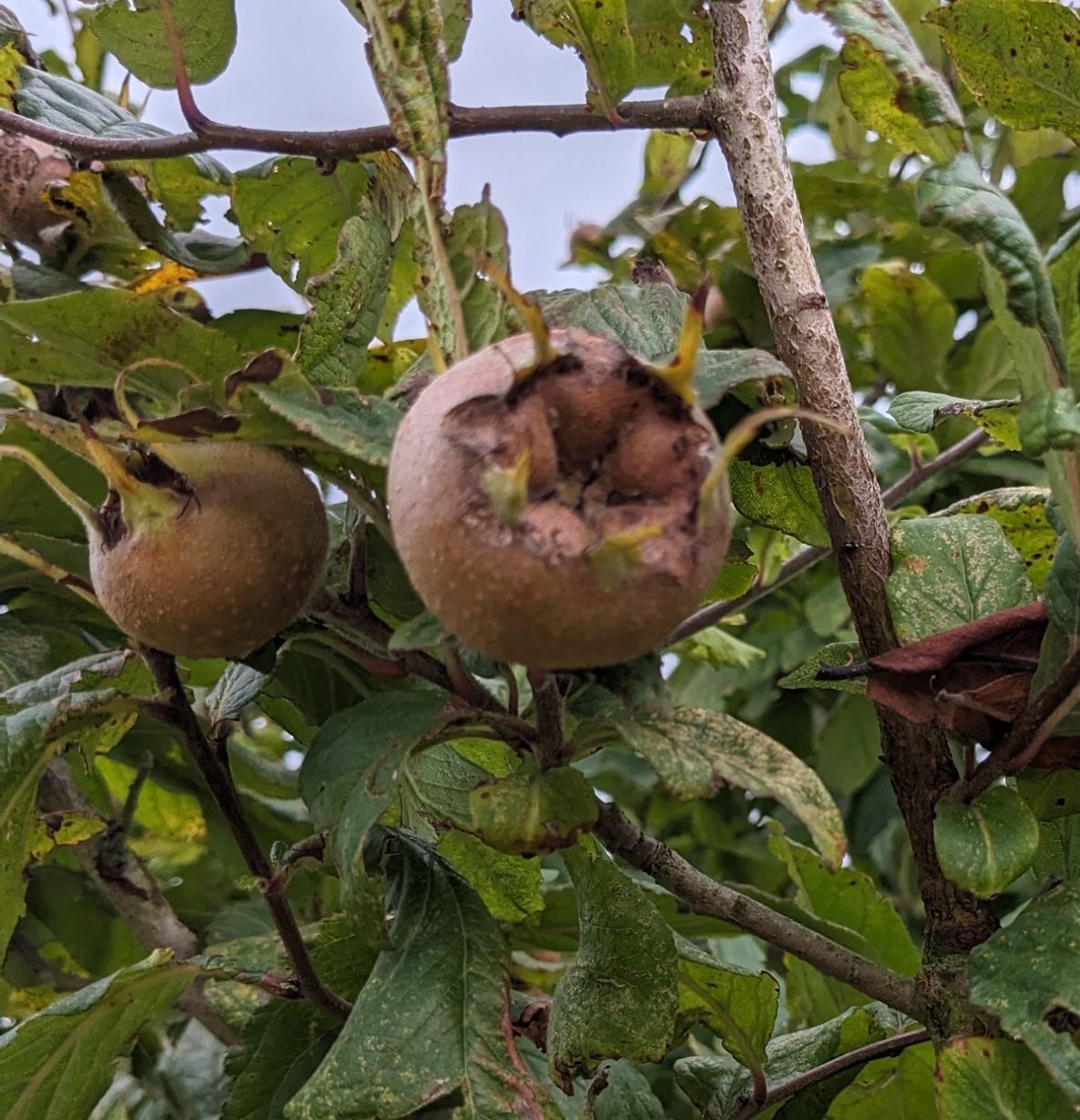 Medlars on the tree