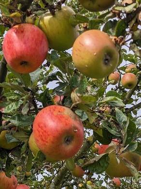Apple Pressing Taster at Growing Communities Launch