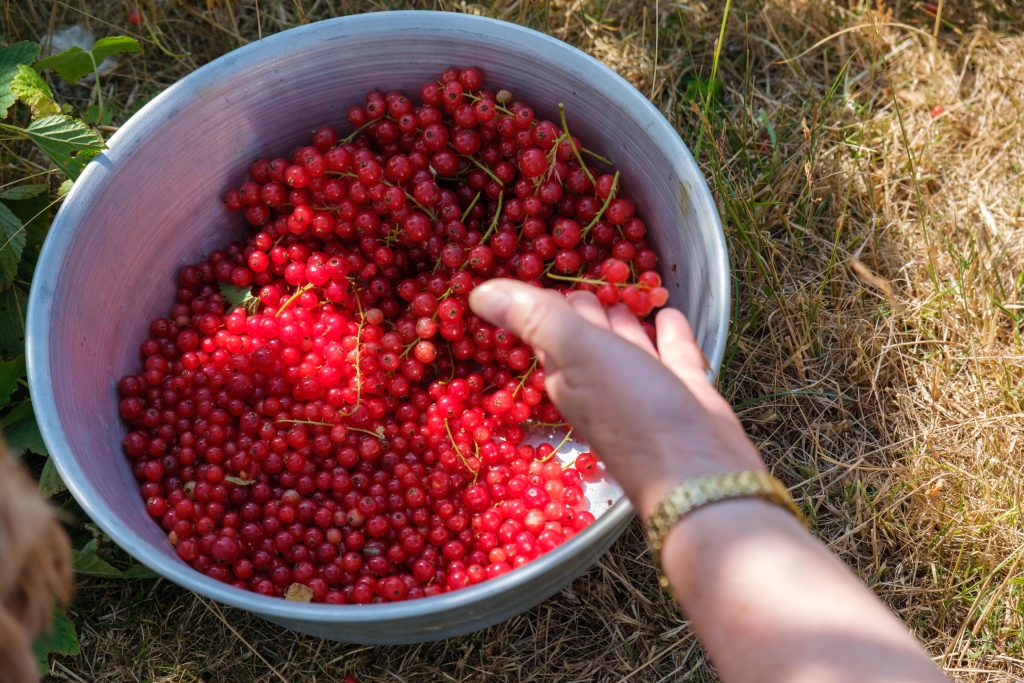 a bowl of rec currants
