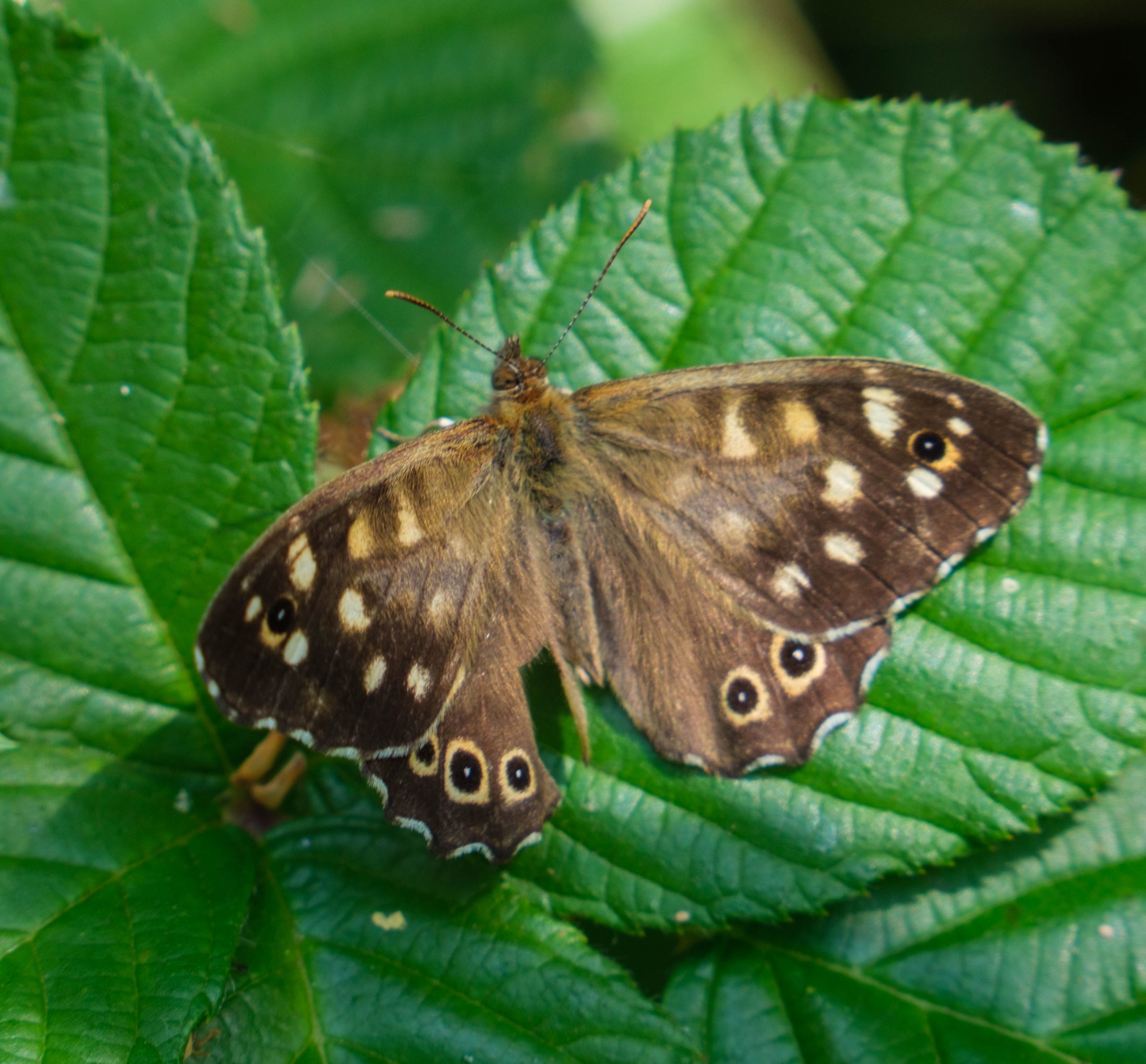 Butterfly