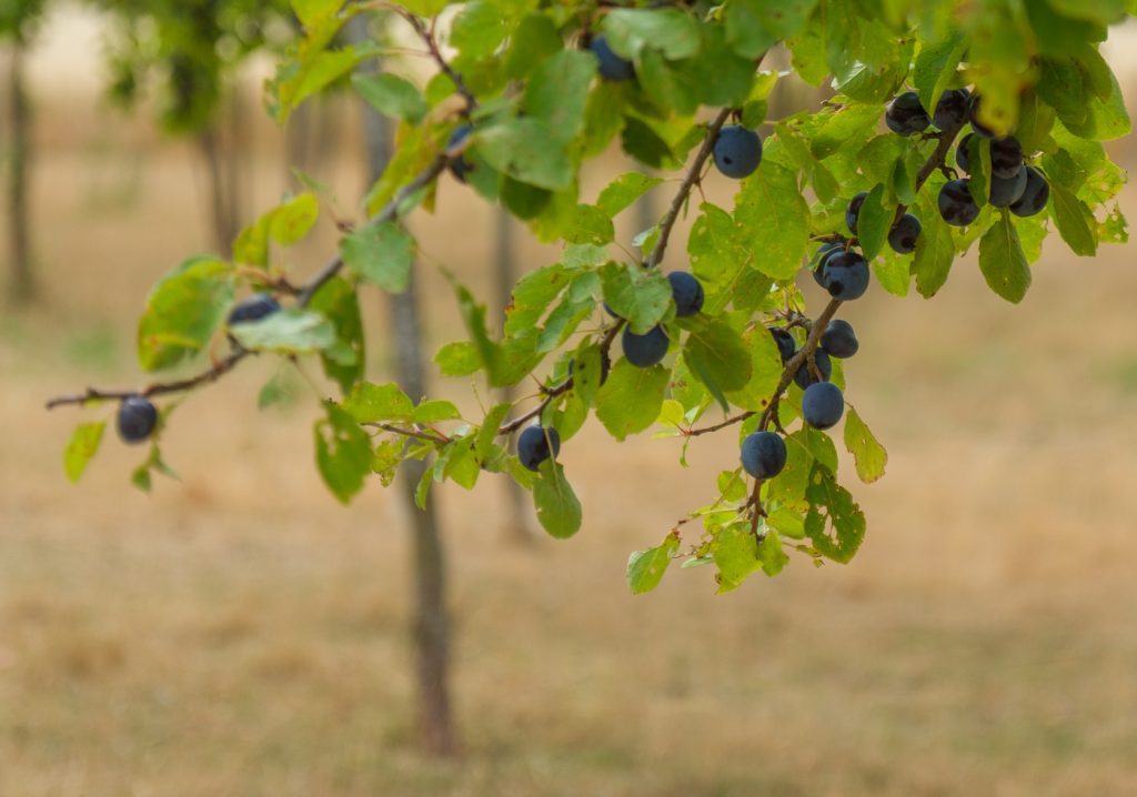 Damsons in drought
