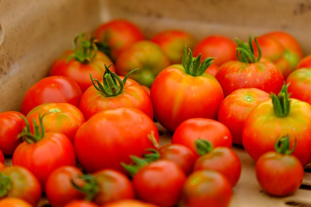 DSCF1636 Vibrant tomatoes