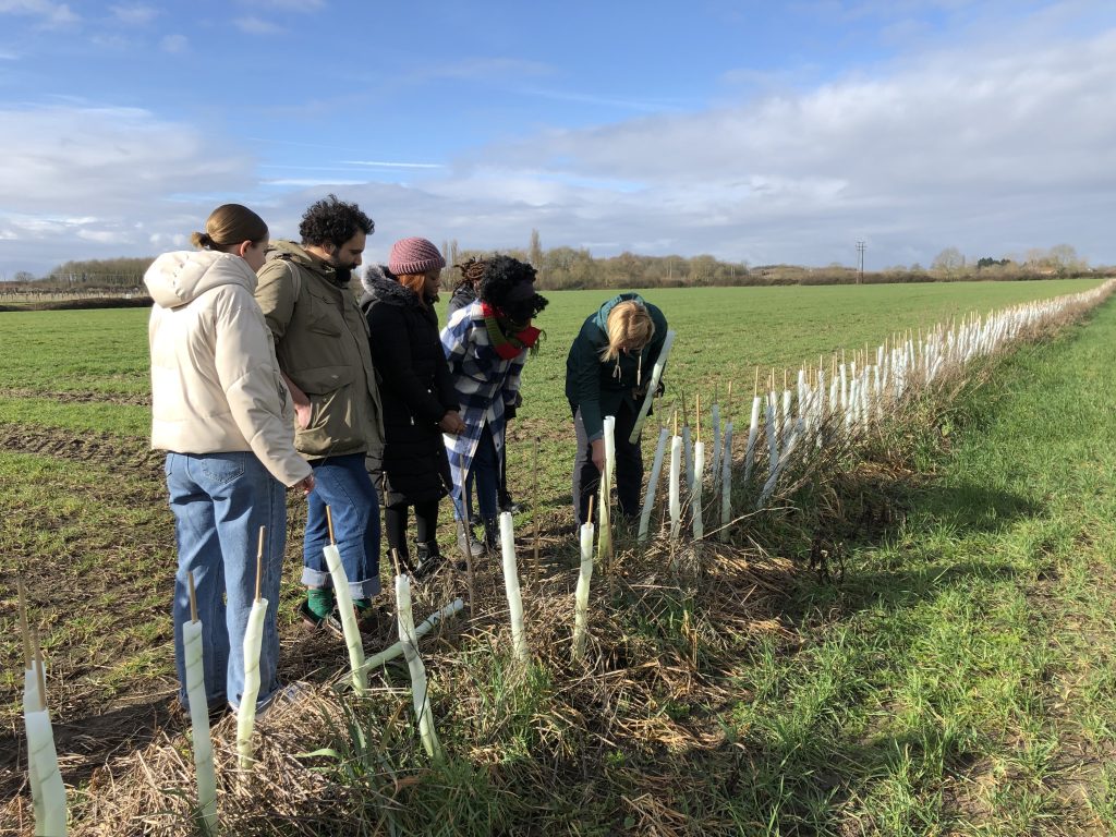 Planting a hedgerow