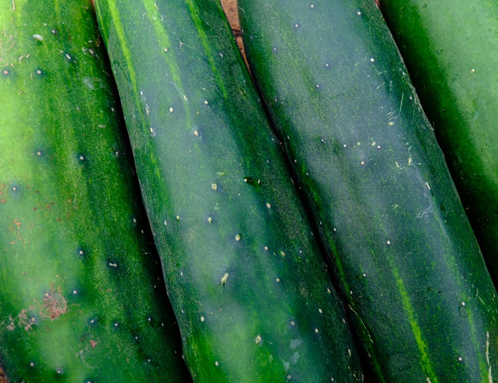 DSCF1564 Cucumbers