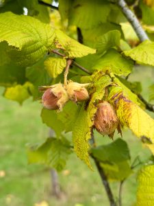 Hazelnuts growing on the tree