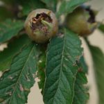 Close up view of a medlar fruit