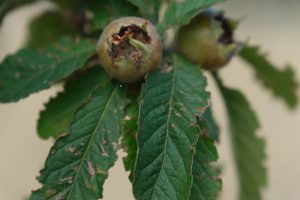 Close up view of a medlar fruit