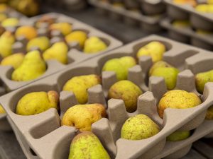 Trays of fat, juicy pears