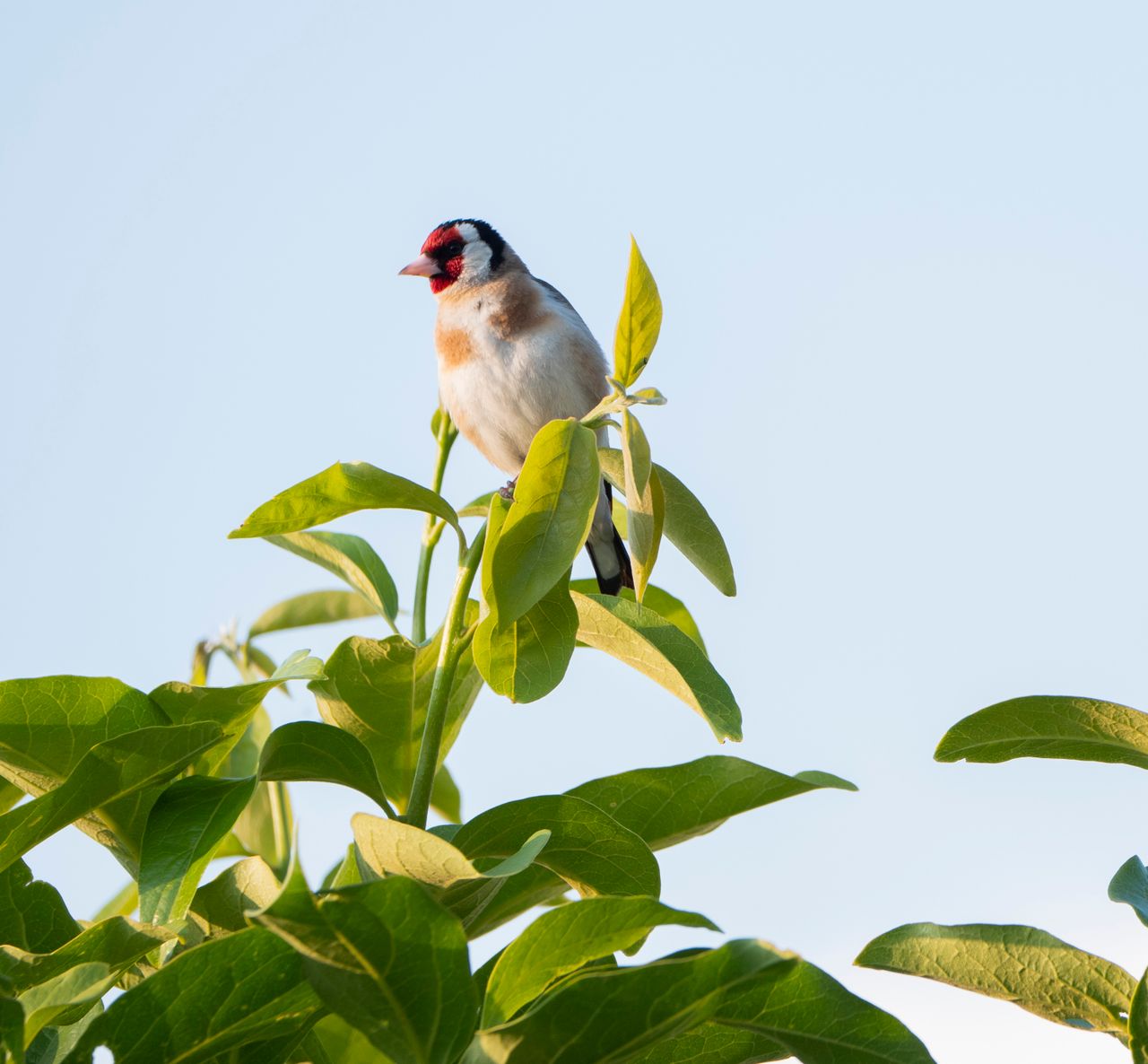 A vibrant European goldfinch perched on lush green leaves under a clear sky.