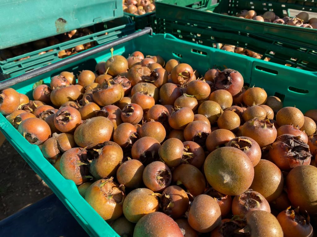A crate full of medlars